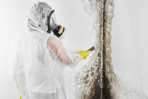 Best Certified Mold Removal  in La Verkin, UT