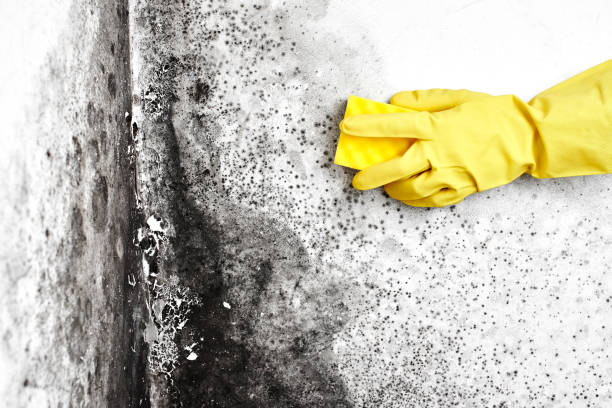 Office Mold Removal Services in La Verkin, UT