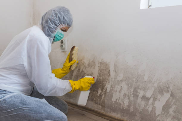 Best Professional Mold Removal  in La Verkin, UT
