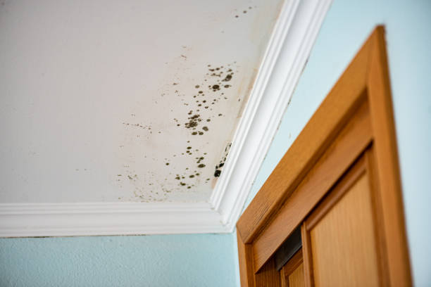 Best Home Mold Removal  in La Verkin, UT
