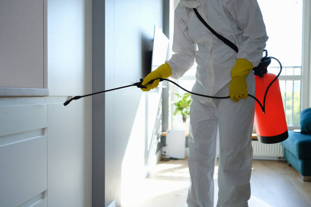 Best Toxic Mold Removal  in La Verkin, UT