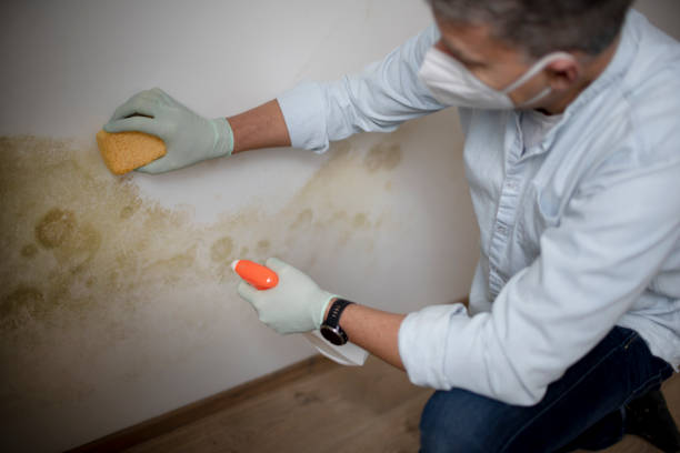Best Commercial Mold Removal  in La Verkin, UT
