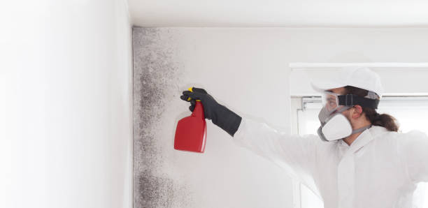 Best Crawl Space Mold Removal  in La Verkin, UT
