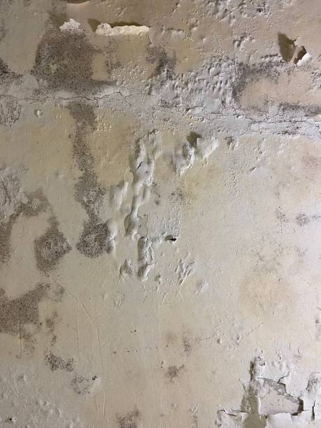 Best Office Mold Removal Services  in La Verkin, UT