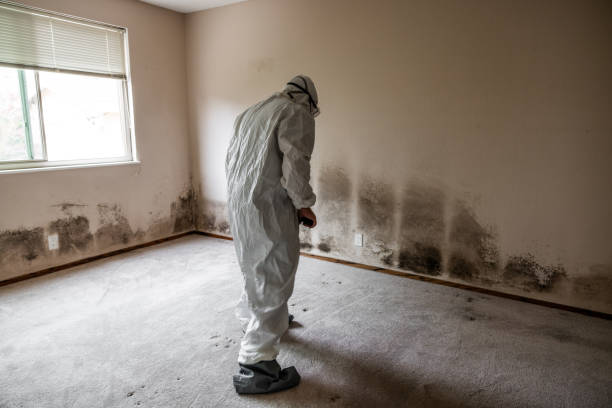 Professional Mold Removal in La Verkin, UT