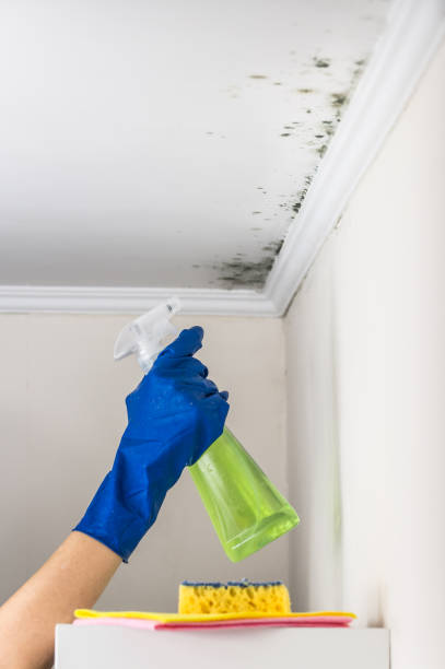 Attic Mold Removal in La Verkin, UT